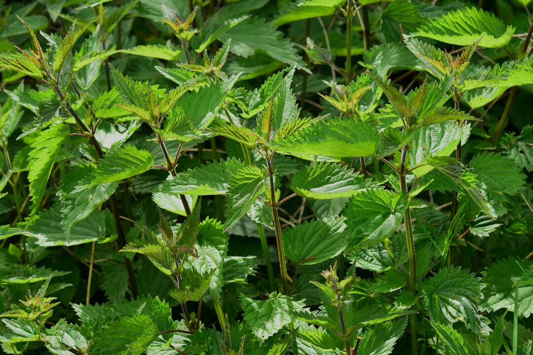 Nettle helps male potency